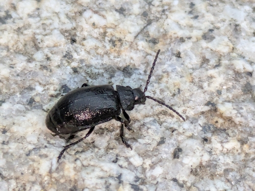 black-punctured leaf beetle