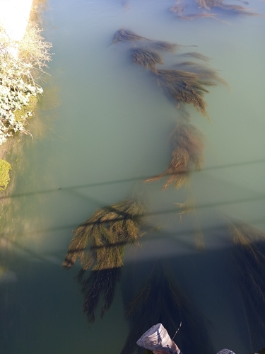 Fennel-leaf Pondweed
