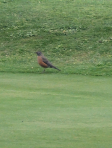 American Robin