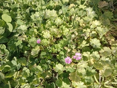 Geranium molle, photograph author not stated, no rights reserved