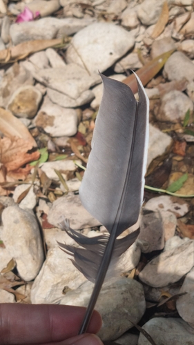 Common Wood-Pigeon