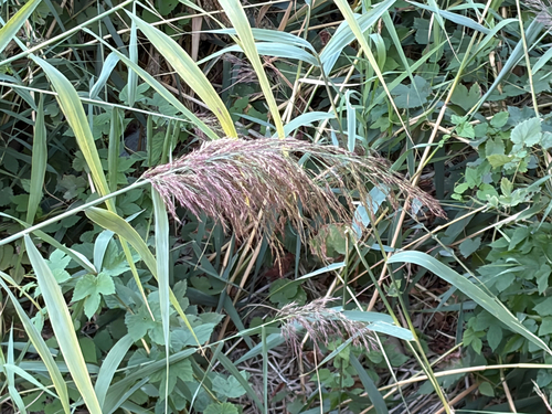 common reed