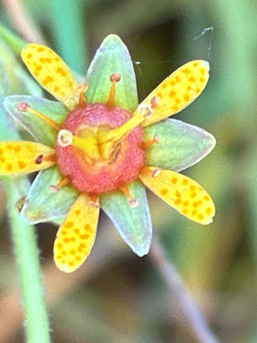 Yellow Saxifrage