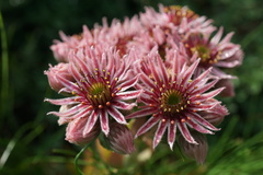 Sempervivum marmoreum