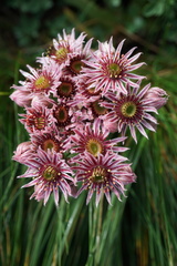 Sempervivum marmoreum