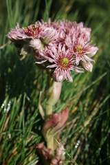 Sempervivum marmoreum