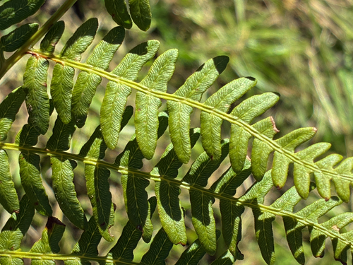 common bracken