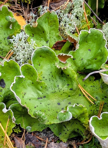 freckled pelt lichen