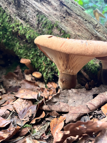 Velvet-footed Tap