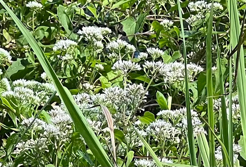 climbing hempvine