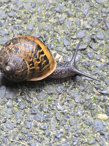 Garden Snail