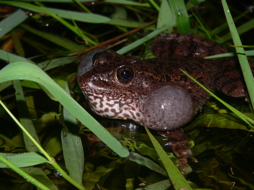 Gopher Frog