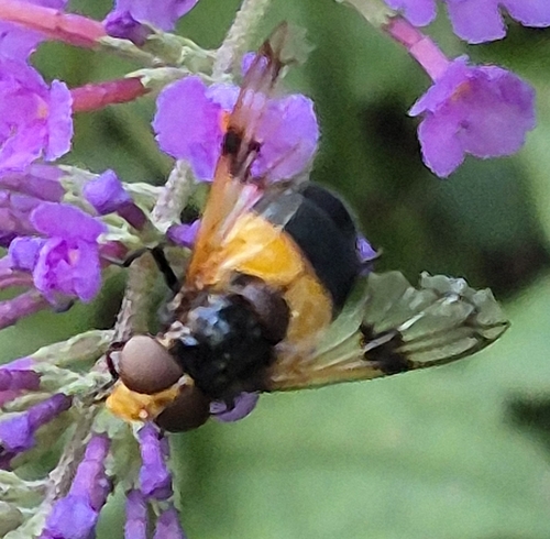 Orange-belted Plumehorn