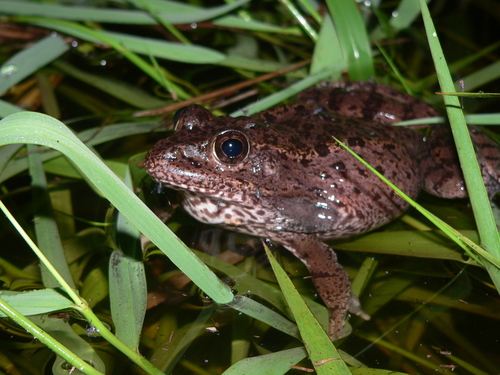 Gopher Frog