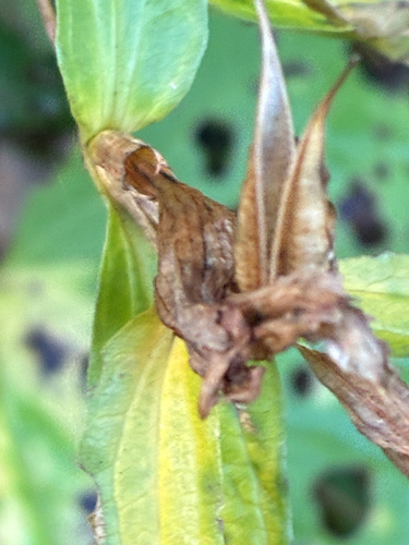 willow gentian