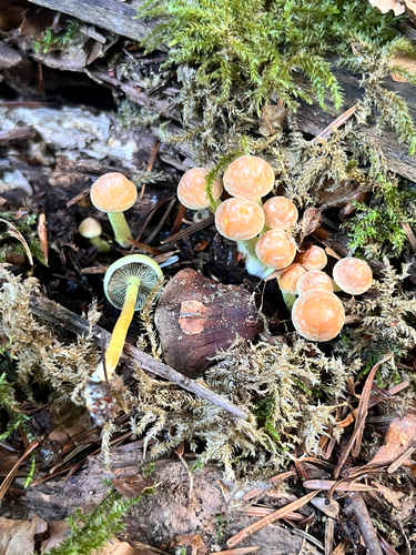 Sulphur Tuft