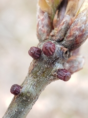 Callirhytis quercusgemmaria