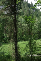 Pinus sibirica, photograph (c) Oleg Kosterin, some rights reserved (CC BY)