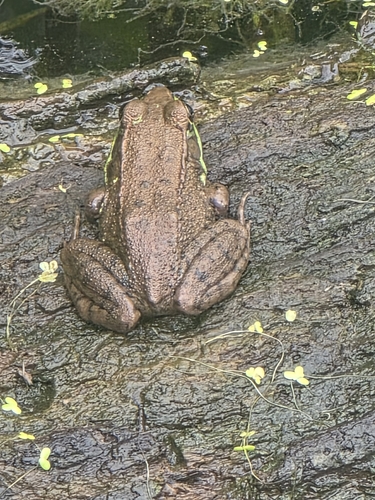 Green Frog