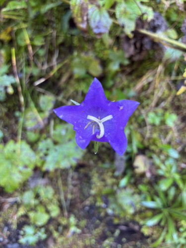 Peach-leaved Bellflower