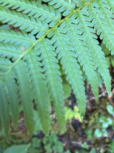 male fern
