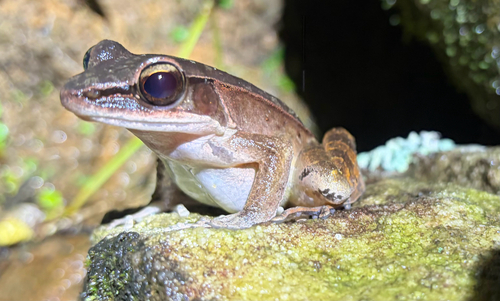 Günther's Golden-backed Frog