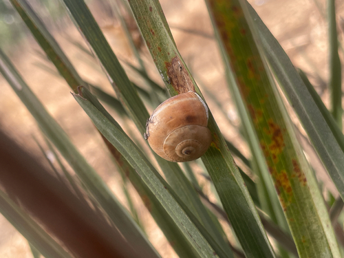 White Italian Snail