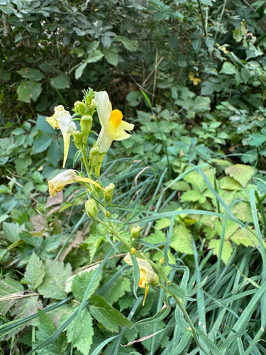 common toadflax