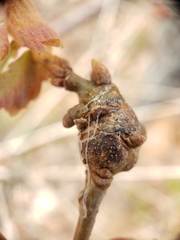 Zapatella quercusphellos