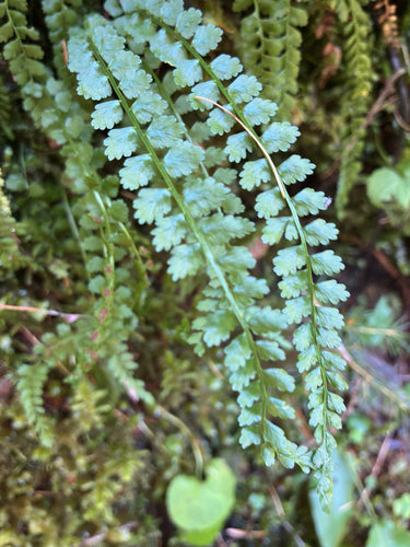 green spleenwort