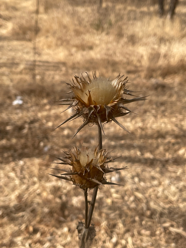 milk thistle