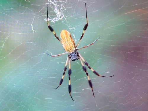 Golden Silk Spider