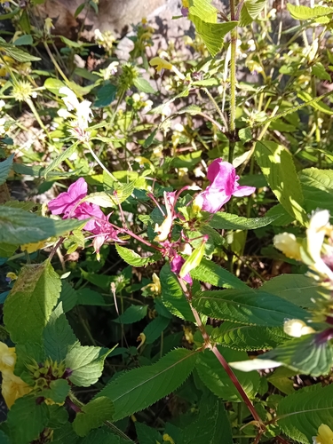 Himalayan balsam