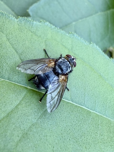 Nemoraea pellucida