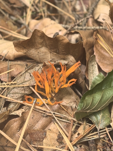 Jelly-antler