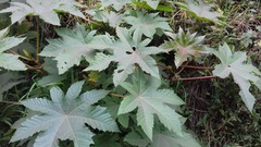 Ricinus communis