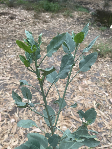 tree tobacco