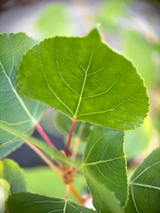Populus nigra, photograph (c) Martin Scheidleder, some rights reserved (CC BY)
