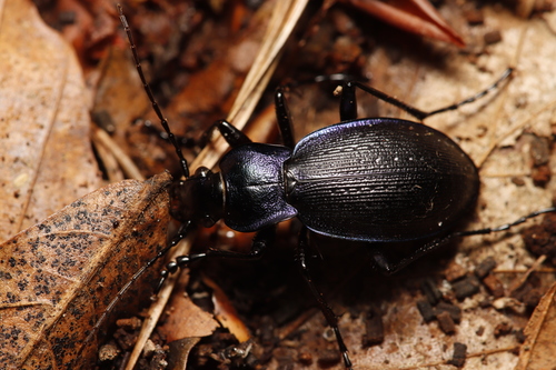Rough Violet Ground Beetle