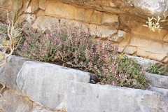 Teucrium microphyllum