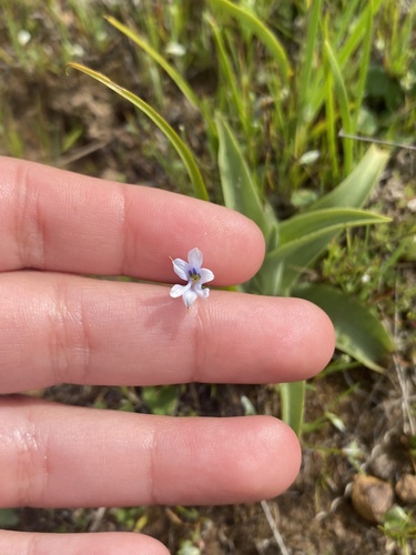 Tecophilaea violiflora