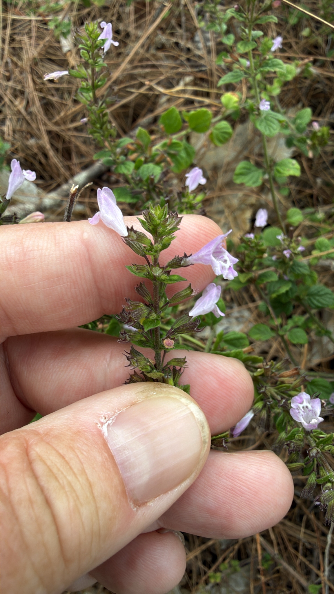 Clinopodium menthifolium