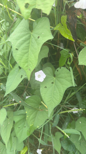 White Morning-glory