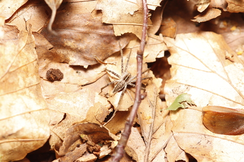 European Nursery Web spider