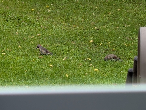 Northern Flicker