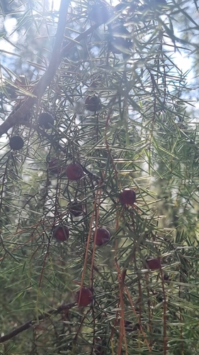 western prickly juniper
