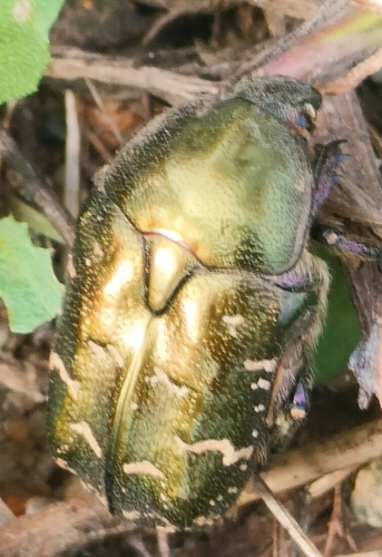 Copper Chafer