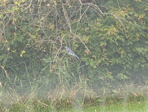 Blue Jay