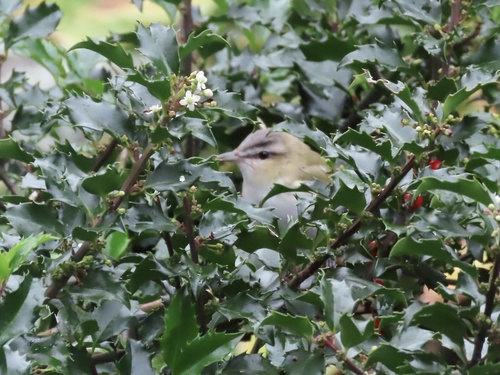 Red-eyed Vireo