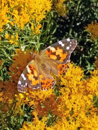Painted Lady